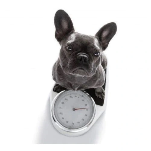 Overvægt og fedme hos hunde
